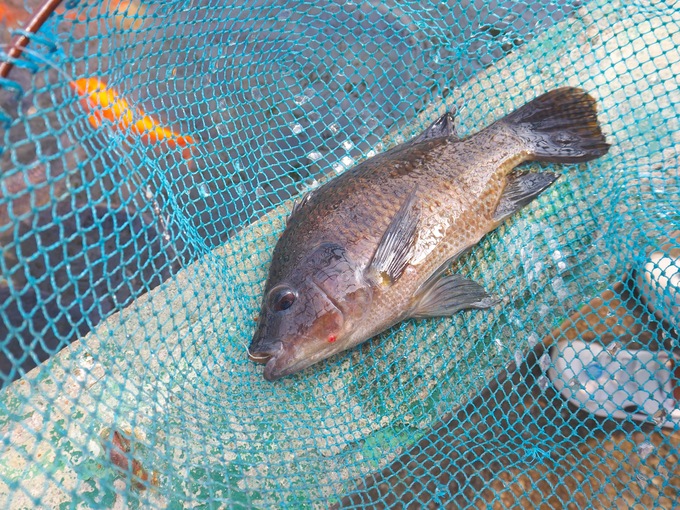 fish_11.jpeg